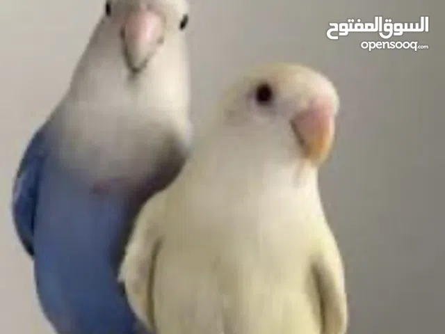 زوج عصافي الروز الذكر ازرق و الانثى ملونه فاتحه اصفر على اخضر مكس مع قفص وستاند تواير