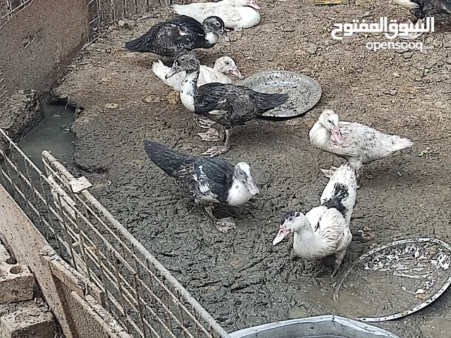 بط مصري نضيف مال بيت