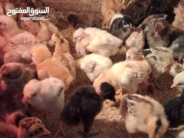افراخ عرب شرط عرب العمر سبوع ملقحات