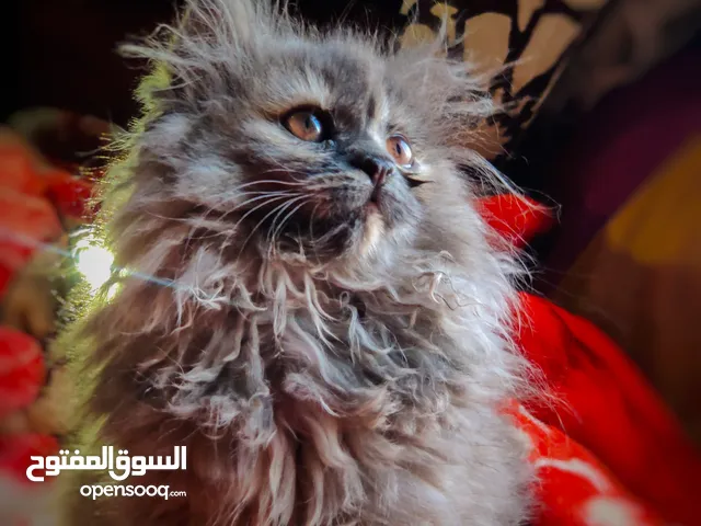 انثى شيرازي على هملايا لون ثلجي مدرجات شعر كثيف عمرها شهرين ونص دبدوبه ماشاءالله