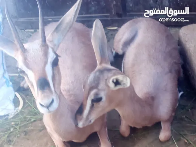 للبيع انثى غزال وبنتها