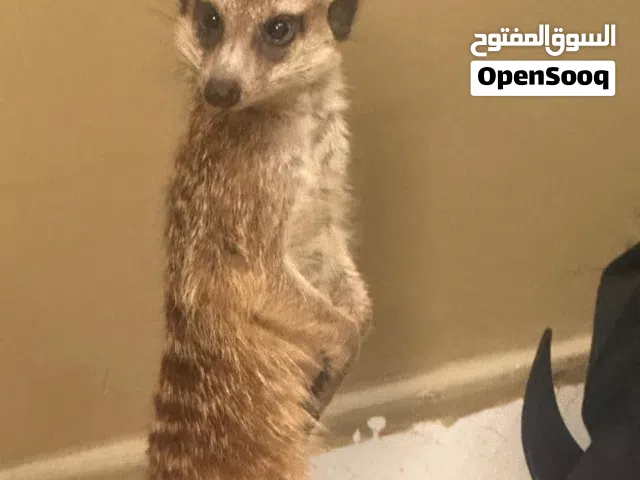 ميركات او تيمون