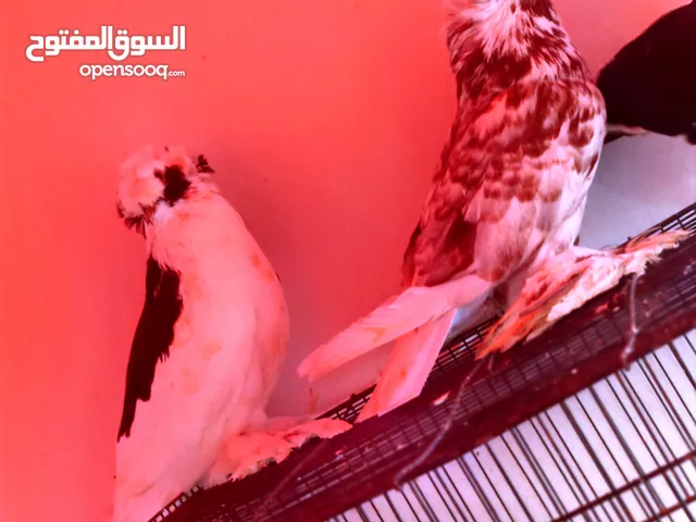 للبيع حمام الزينه