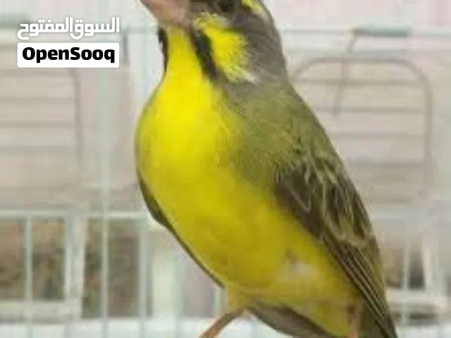 عصفور ككارينو الله يبارك ... يغني و تحضن بيه و الصلاة علي النبي