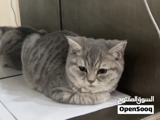 قط بريتش شورت هير للبيع ( انثى )