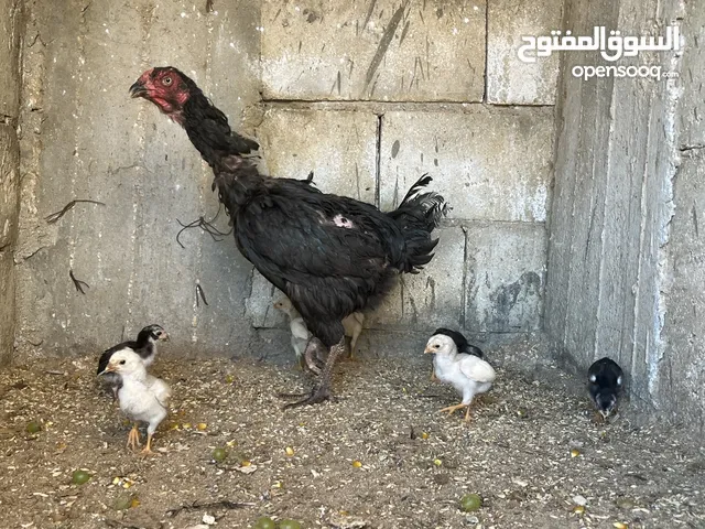 دجاج باكستاني الماني للبيع كوم  او كل دجاجه مع فراخها +فراخ عمر من 45 ل60 يوم