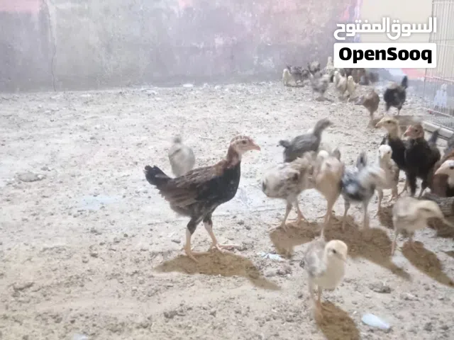 افراخ كويتي ودندراوي