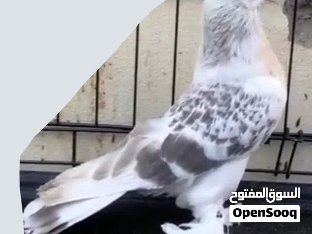 مطلوب حمام تركي مشنكل استاندر حجم كبير  I want turkish pigeon big size