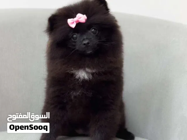 كلب بومرينيان