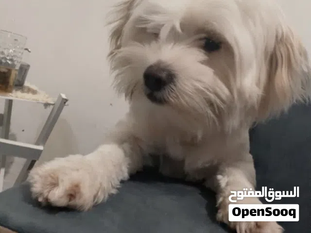 كلبوب للبيع