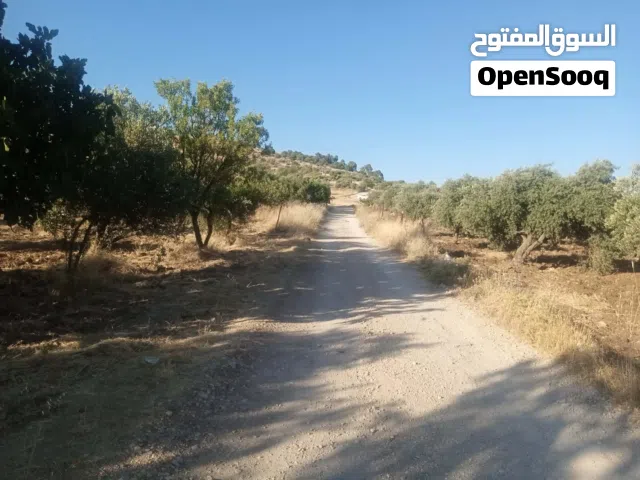Mixed Use Land for Sale in Jerash Borma