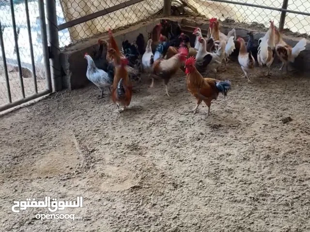 دجاج عربي بياض