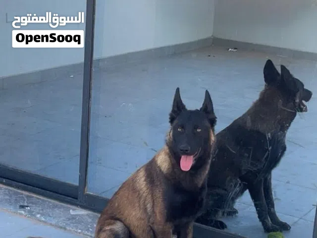 دم بلجيكي حقائق مالينوا 5شهور