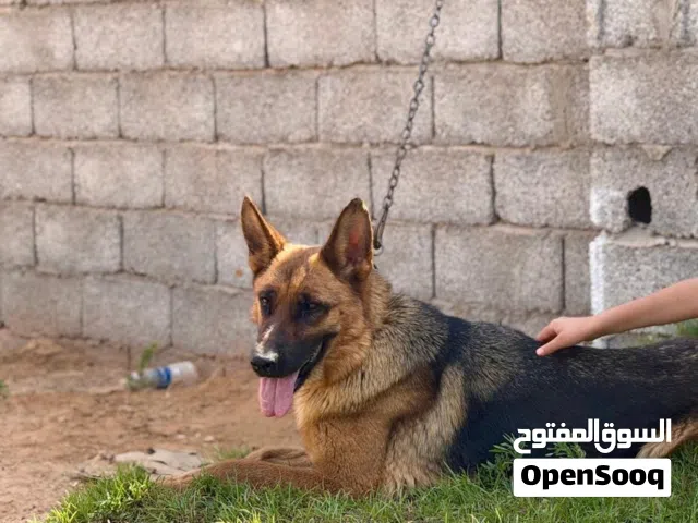 كلب جيرمان