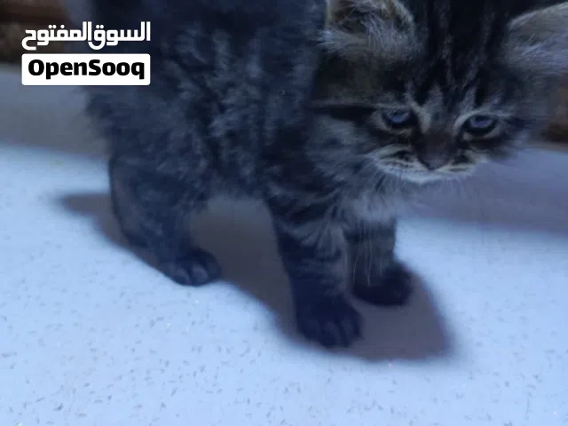 قطط عددهم 3  نثيات صحه جيده لاعوبات عمرهن شهر السود ب 10 الف دينار والرصاصي ب 10