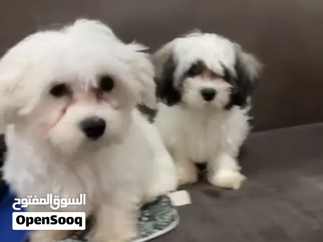 Female and male good dog