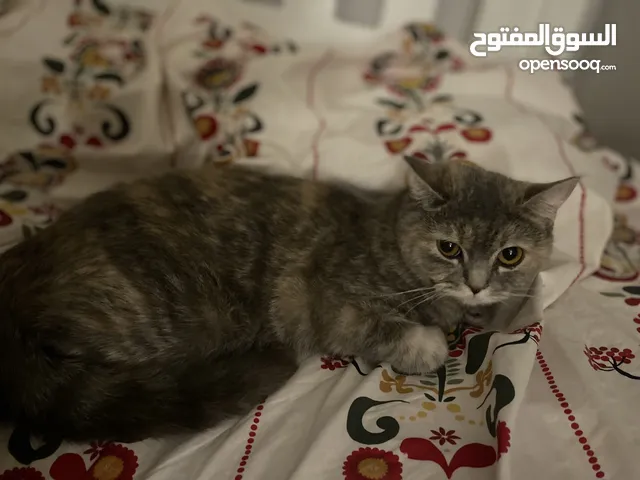 قطط هملايا وشيرازي للبيع