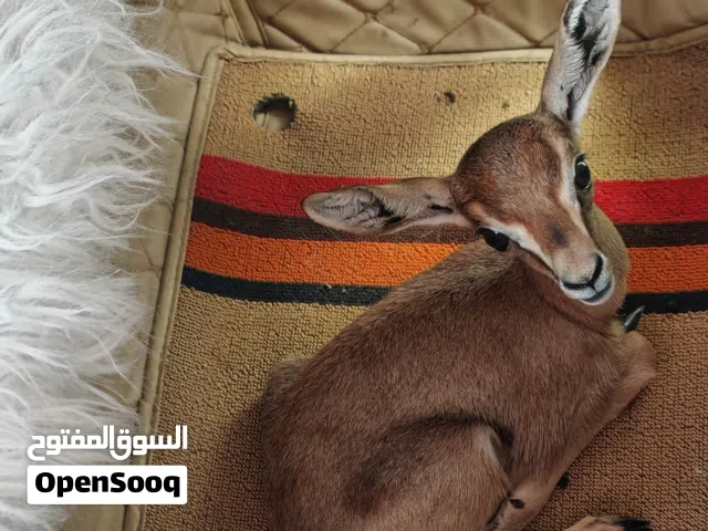 للبيع أنثى الديماني اليفه العمر اسبوع الون الغامق مستوى ممتاز سلاله عمانيه