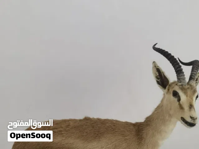 للبيع غزال محنط