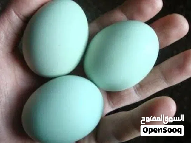 دجاج  بيض دجاج امركانه  بلون البيض الأخضر الغامق