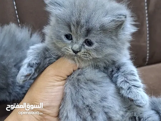 سكوتش فولد وستريت لونك هير