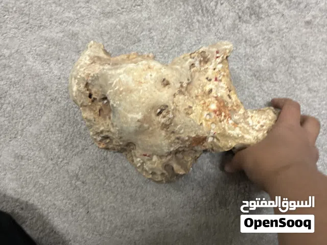 حجر احواض سمك للبيع