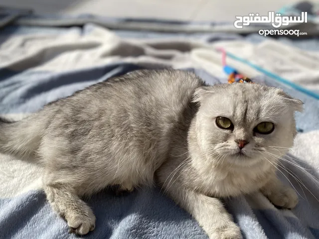 قطط سكوتش فولد للبيع (قطة جميله بتفاصيل رائعه جاهزه للانتقال الى بيت محب للقطط )