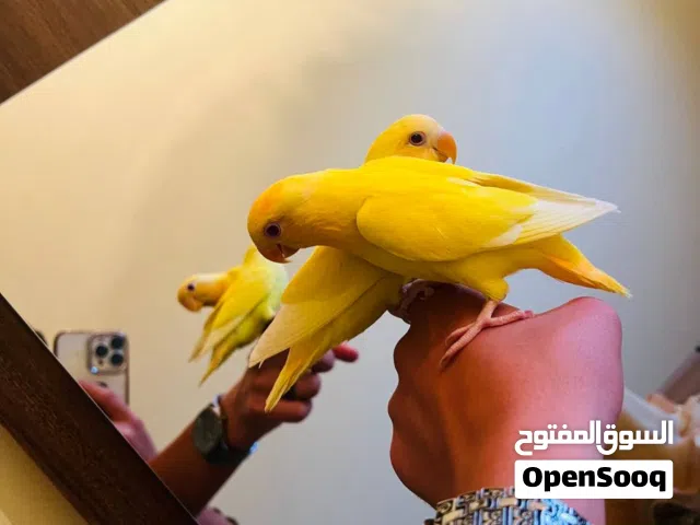 ببغاء روز حركي ولعوب ترويض فل