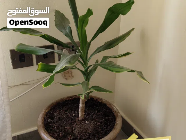 Various indoor plants for sale