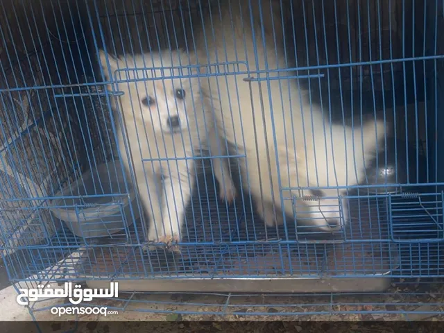 كلاب جيرمن سبيتز للبيع بسعر نار