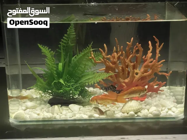 حوض حوت شبه جديد