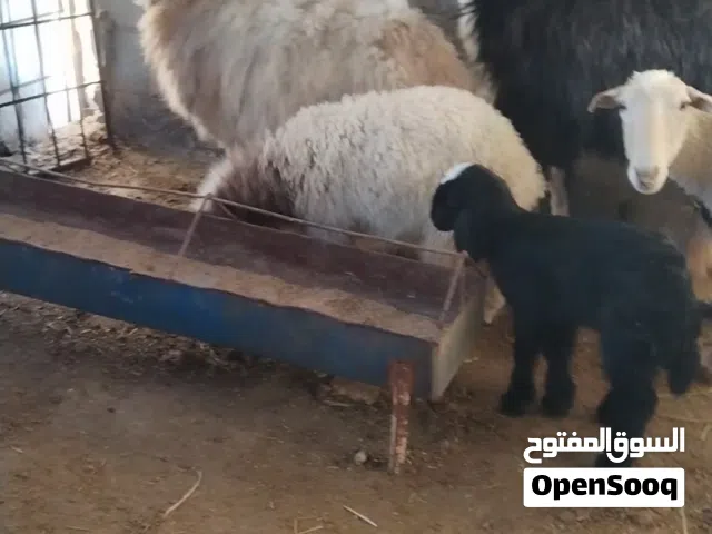 نعاج مواليد للبيع