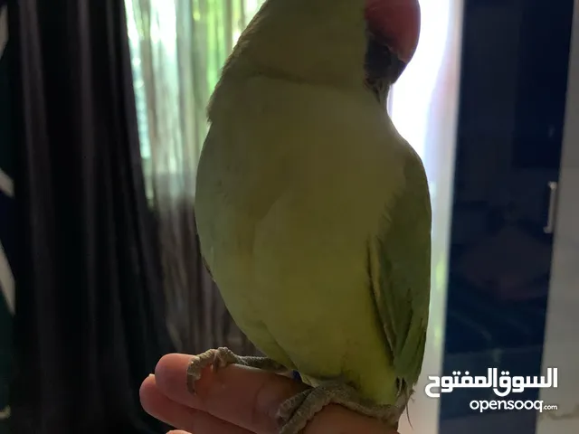 Green parrot hand tamed