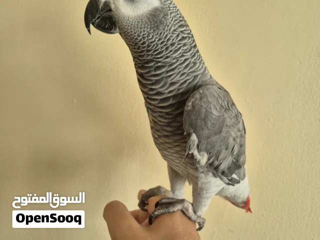 كاسكو افريقي سوبر جامبو اليف