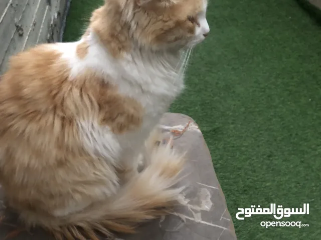 محمد الموقع جنين فلسطين