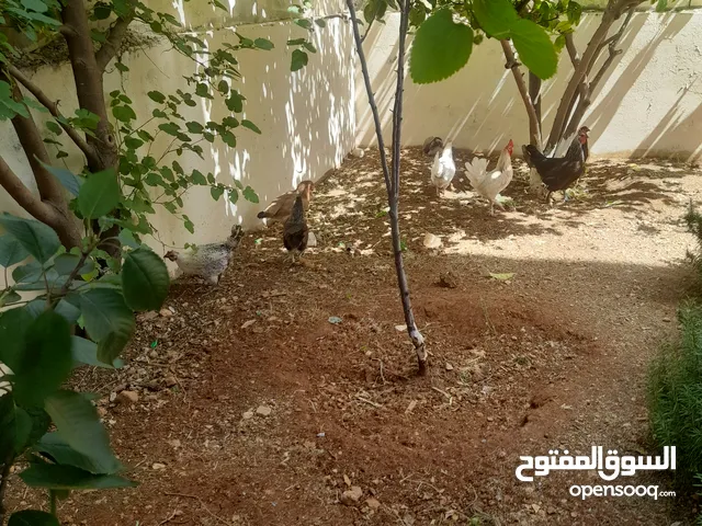 دجاج بلدي للبيع 6 دجاجات وديك
