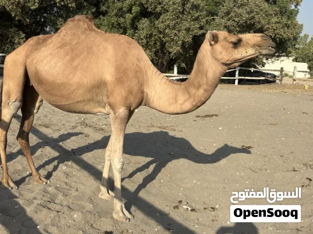 ناقه باطنيه اصل