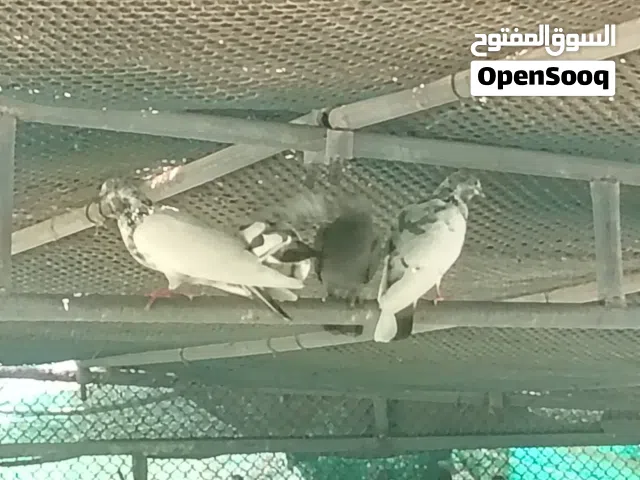 عندى كمية حمام