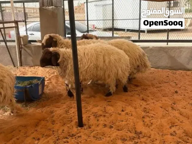 ذبائح نعيمي للبيع
