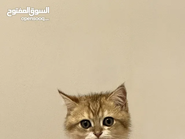 القطه قولدن مع جميع مستلزماتها