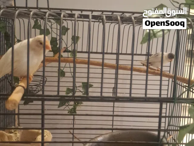 لبيع كناري التغريده ما شاء الله الصحه ممتازه السبب بدل مع طيور كوكتيل او طيور اخرى للبيع 40 ريال
