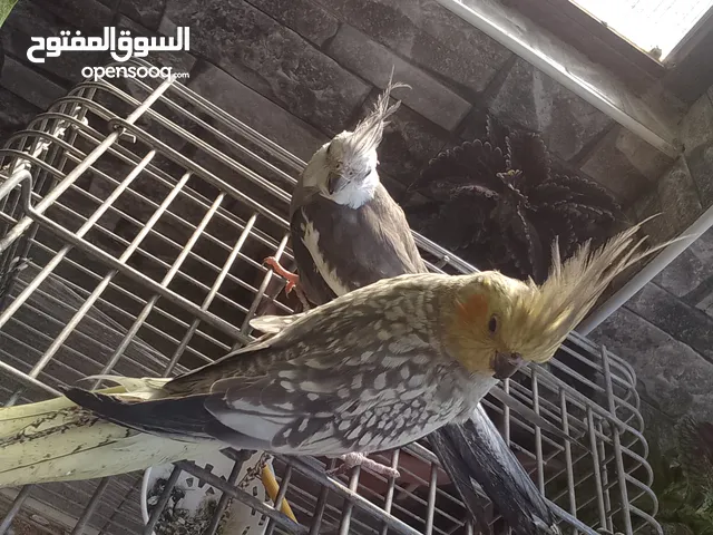 جوز كوكتيل للبيع او البدل على جاج أو وز أو كنار