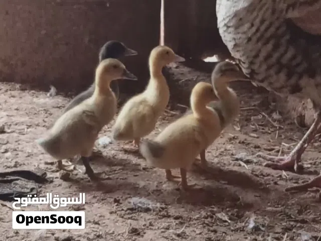 5 طروف بط عراقى جامبو