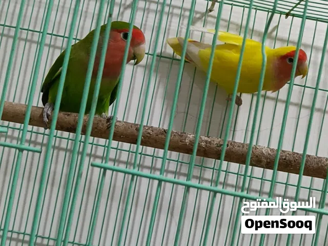 زوج غندور روز مع القفص وملحقات
