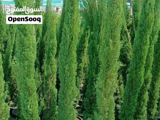 مشتل الساحة الخضراء