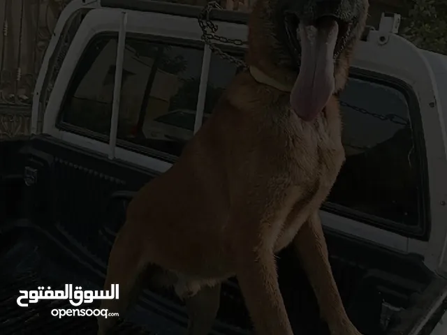كلب مالينوا للبيع