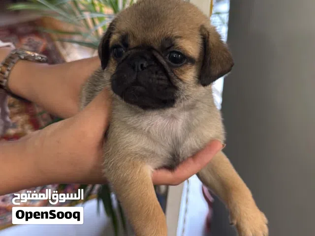 جراوى بج للبيع عمر 44يوم