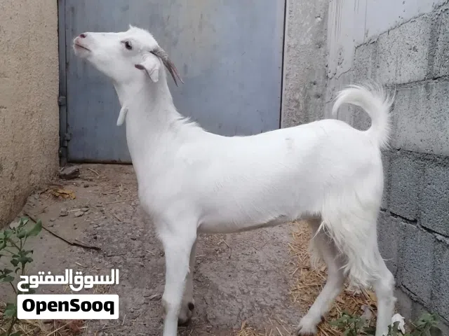 صخلة سمينة تصلح للتربية والذبح