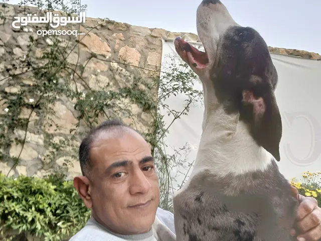 Ayman  dogs trainer