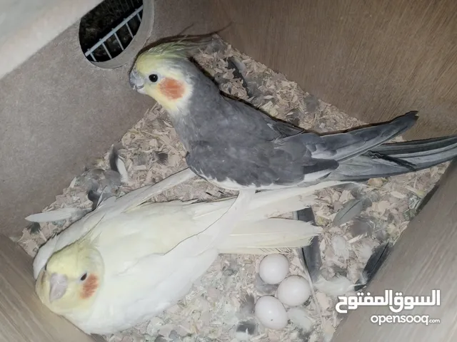جوز كوكتيل انثى لاتينوا وذكر حبشي تحتهم بيض مخصب